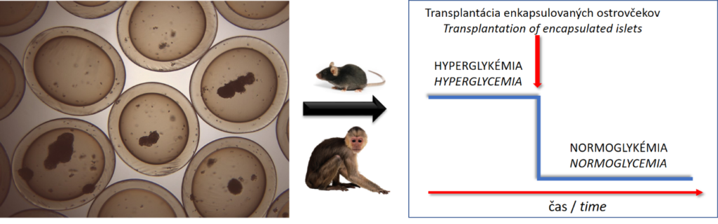 Polyelektrolytové mikrokapsuly s enkapsulovanými ostrovčekmi sú transplantované do diabetických zvieracích modelov so zahrnutím predklinického modelu primátov
